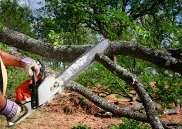 How Our Tree Care Process Works  in  Belleville, MI